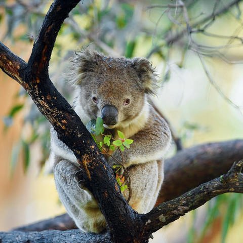 Ein Koala sitzt in einem Eukalyptusbaum und frisst frische Blaetter. (Foto: picture-alliance / Reportdienste, picture alliance / blickwinkel/D. u. M. Sheldon | D. u. M. Sheldon)