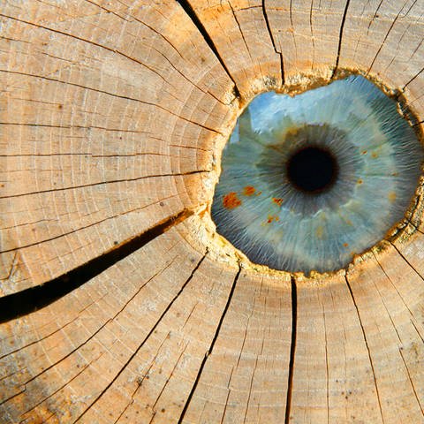 Auge hinter eine Baumscheibe: Woher kommt eigentlich die Redewndung "Holzauge, sei wachsam"?