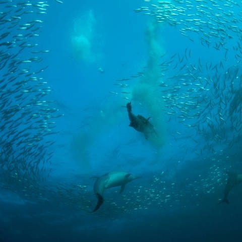 Symbolbild: Tiere im Meer (Foto: IMAGO, IMAGO / imagebroker)