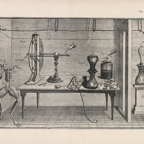 Experiments with Frog Legs by Luigi Galvani (1737-1789), Tav., I, Zucchini, Guido (fec.), 1791. Archivfoto (Foto: IMAGO, Artokoloro)