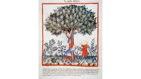 Ausschnitt einer Seite aus dem "Tacuinum Sanitatis", einem mittelalterlichen Handbuch zu Gesundheit, Essen, Trinken und Kleidung, datiert vor 1400