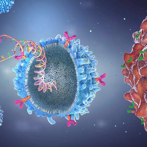 CAR-T-Zelle mit implantiertem Genstamm (Illustration): Erfolge bei Schwarzem Hautkrebs, Leukämie und Tumoren in Lunge, Brust und Niere erzielt die Immuntherapie. Statt die Krebszellen direkt anzugreifen wie Chemo- und Strahlentherapie, unterstützt die Immuntherapie die körpereigenen Abwehrkräfte, um gegen die Krebszellen anzugehen. Oder sie verändert die Immunzellen des Patienten so, dass sie die Krebszellen angreifen.
