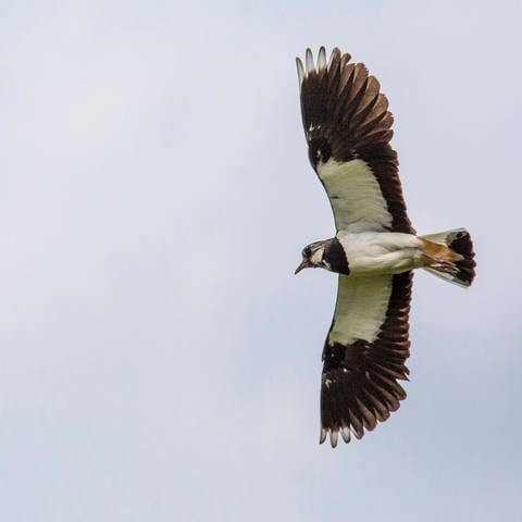 Fliegender Kiebitz, Vogel des Jahres 2024. (Foto: NABU: Ralph Sturm/LBV)