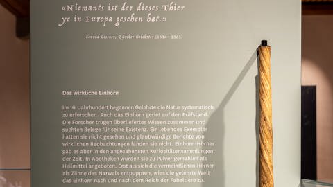 "Niemand ist der dieses Tier je in Europa gesehen hat" - die Sonderausstellung "Einhorn – eine fabelhafte Geschichte" im Museum Aargau zeigt Walstoßzähne, die früher für Einhörner verkauft wurden (Foto: Museum Aargau)
