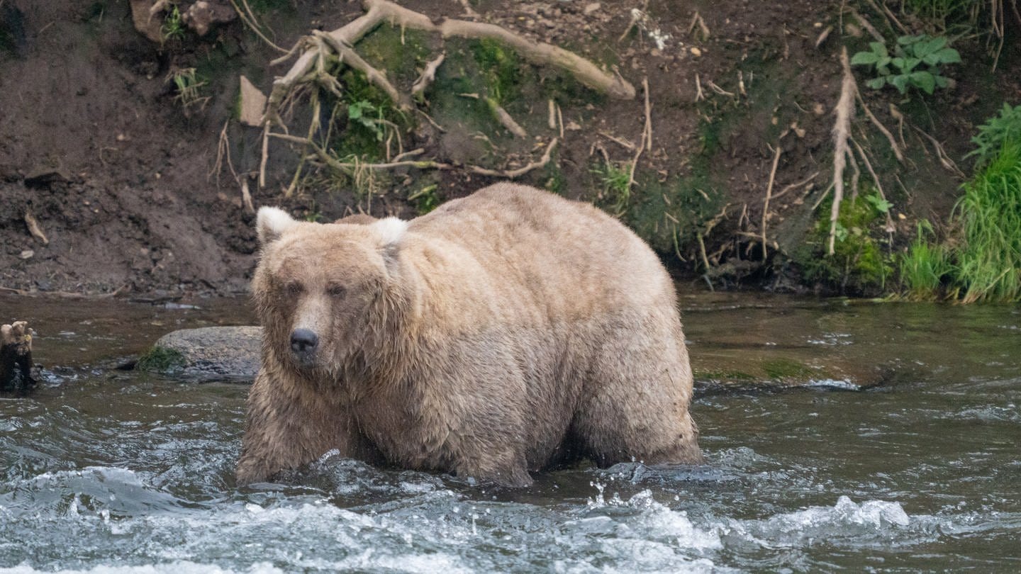Braunbärin Grazer, Gewinnerin des diesjährigen «Fat Bear»-Wettbewerbs in Alaska (Foto: picture-alliance / Reportdienste, picture alliance/dpa/National Park Service | Jimenez)