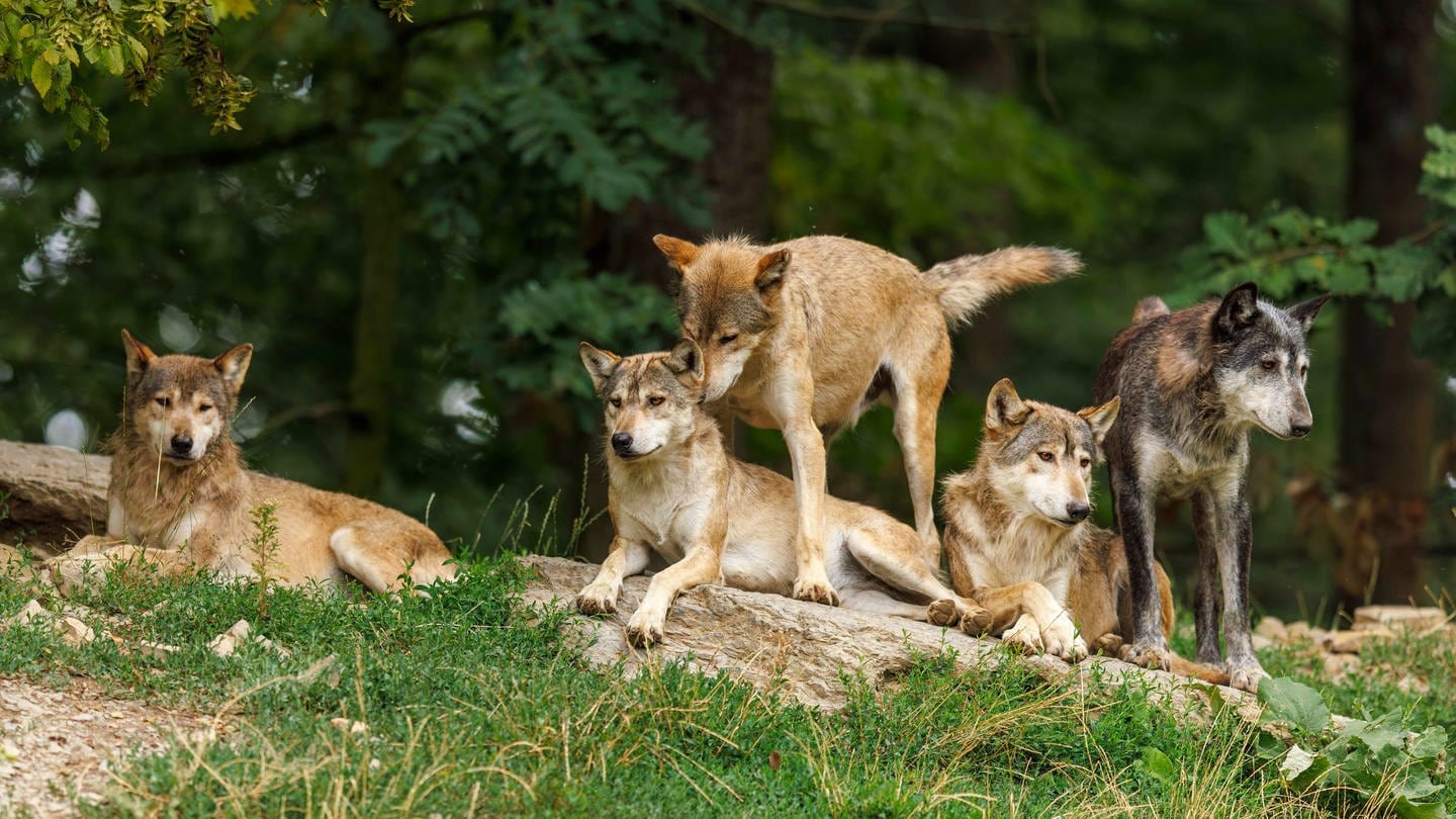Wolfsrudel auf einem Hügel. (Foto: IMAGO, IMAGO / imagebroker)