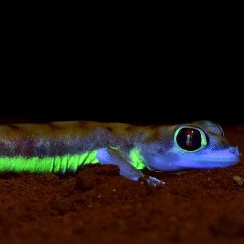 Ein leuchtender Gecko, der neon-grüne fluoreszierende Streifen an den Körperseiten und um die Augen hat.