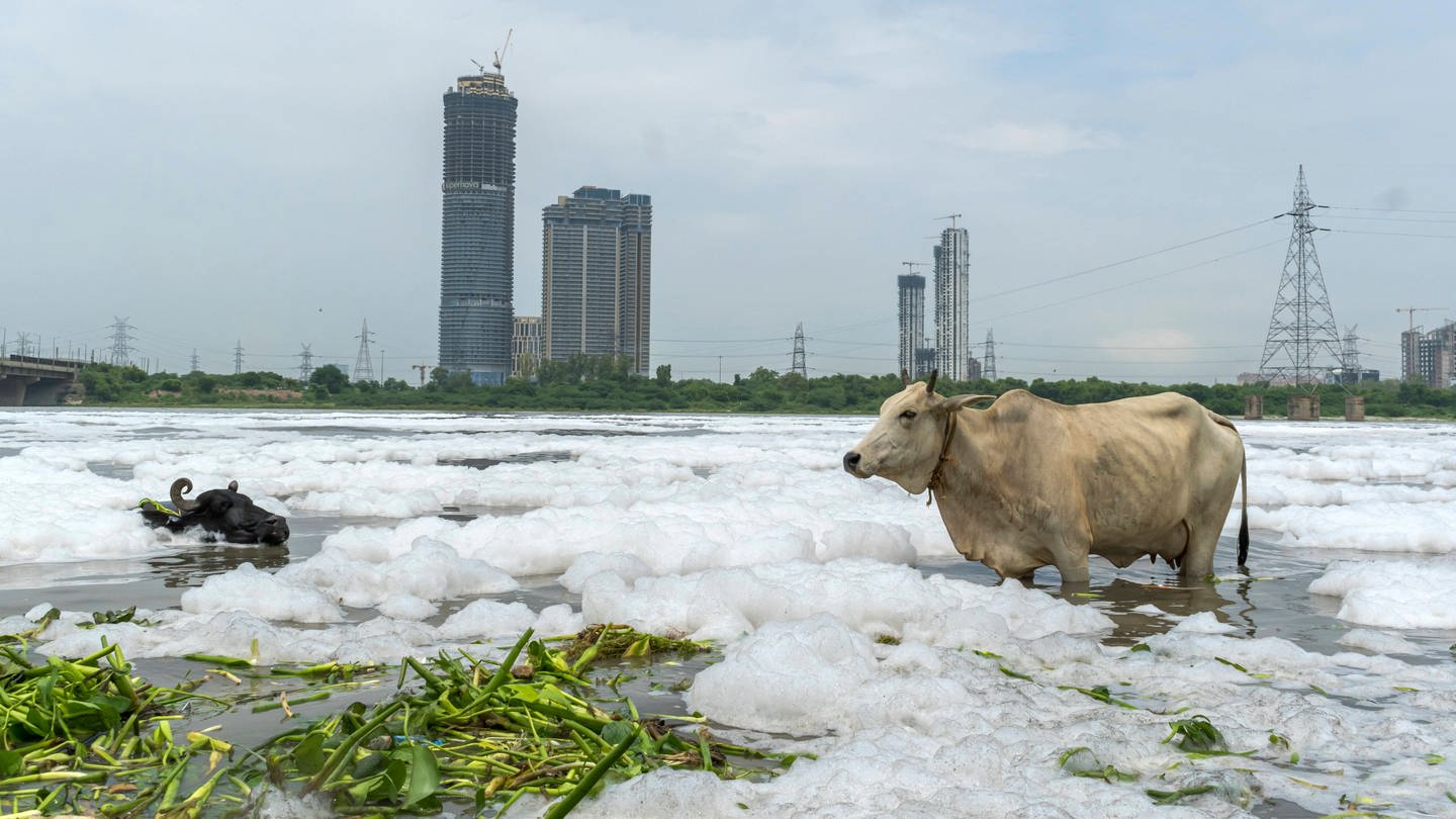 Giftiger Schaum schwimmt im Yamuna-Fluss in Neu-Delhi, der Hauptstadt Indiens. Rinder baden in dem stark verschmutzten Gewässer, das eine dicke weiße Schicht aus giftigem Schaum trägt – ein Zeichen für die hohe Wasserverschmutzung in Delhi. (Foto: IMAGO, IMAGO / Pacific Press Agency)