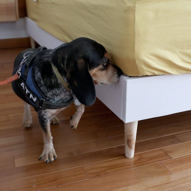 Ein Hund schnüffelt an einem Bett, zur Erkennung von Bettwanzen. (Foto: IMAGO, IMAGO / MAXPPP)