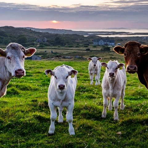 Weiderinder in Irland: Weil Irland sonst seine Klimaziele verfehlt, soll der Viehbestand sinken. Bauern protestieren. Taugt die Weidehaltung noch als Vorbild für den ökologischen Umbau der Landwirtschaft?