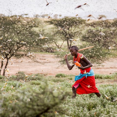Ein Junge vertreibt Wüstenheuschrecken mit einem Stock. (Foto: picture-alliance / Reportdienste, picture alliance/dpa/AP | Patrick Ngugi)