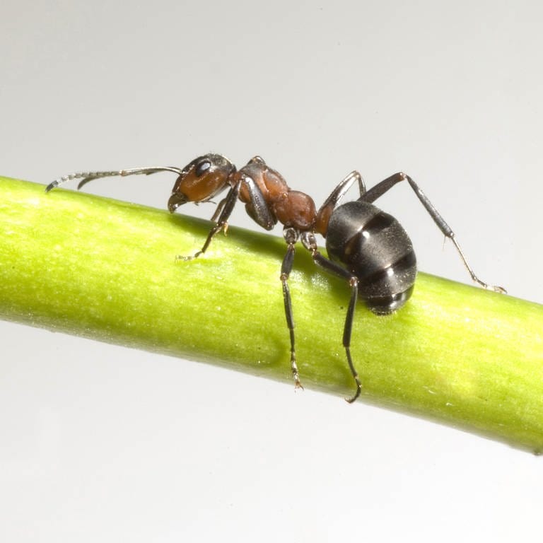 Rote Waldameise, Susanne Foitzik über die Ameisen im Science Talk. (Foto: IMAGO, PantherMedia / Manfred Ruckszio)