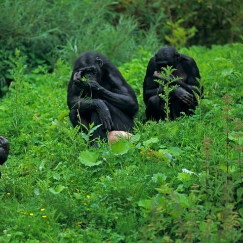 Drei Bonobos sitzen auf einer Wiese (Foto: picture-alliance / Reportdienste, picture alliance / blickwinkel/W. Layer | W. Layer)