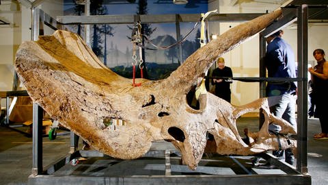 Der versteinerte Schädel von "Big John", einem Triceratops, bei der Entnahme aus einer Kiste 2023 im Glazer Children's Museum in Tampa  Florida. "Big John" wurde 2014 vom Paläontologen Walter W. Stein in der geologischen Formation Hell Creek in South Dakota entdeckt, denn auch Triceratops lebte im heutigen Nordamerika. 2021 wurde das Skelett in Paris versteigert. (Foto: IMAGO, IMAGO / ZUMA Wire)
