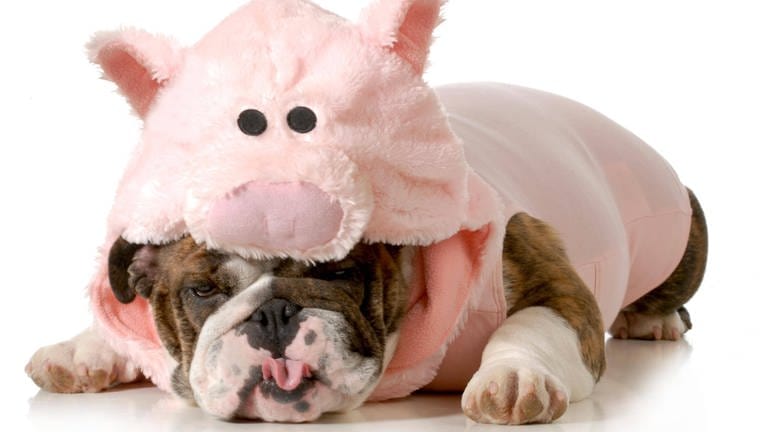 Hund liegt unter einem rosa Schweinekostüm aus Plüsch: Zu viel Chips und Schokolode, zu wenig Sport, ziellos im Internet surfen: Zahllose Ratgeber wollen uns helfen, schlechte Gewohnheiten loszuwerden, aber der innere Schweinehund steht uns im Weg. Warum?  (Foto: IMAGO, IMAGO / Panthermedia)