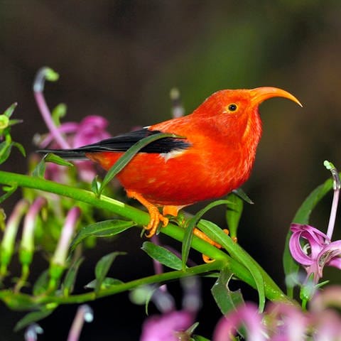 Hawaiianische Vogelart, die vom Aussterben bedroht ist.