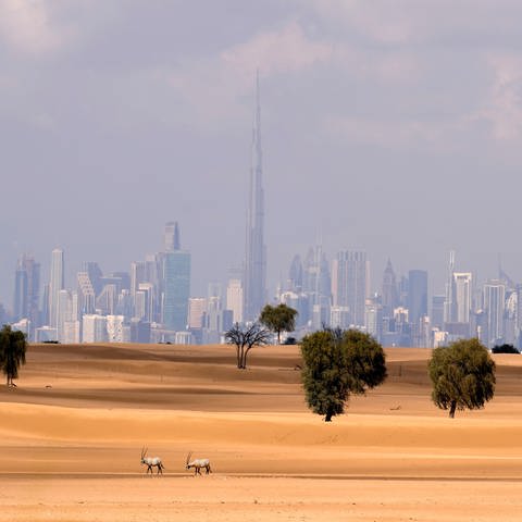Skyline von Dubai mit dem Burj Khalifa, Vereinigte Arabische Emirate. 
