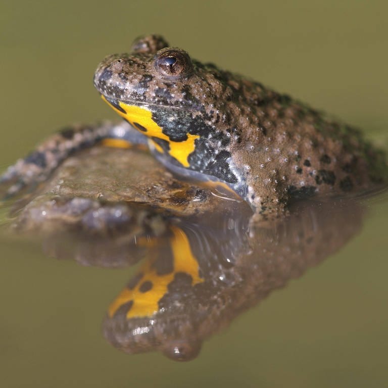 Die Gelbbauchunke gehört zu den bedrohten Amphibienarten.