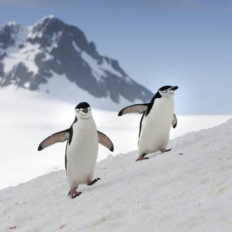 Zügelpinguine, auch Kehlstreifpinguine laufen über verschneiten Hang in der Antarktis.  (Foto: IMAGO, IMAGO / imagebroker)