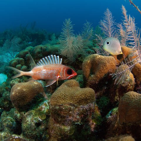Das zweitgrößte Barriereriffsystem der Welt, Belize Barrier Reef. 