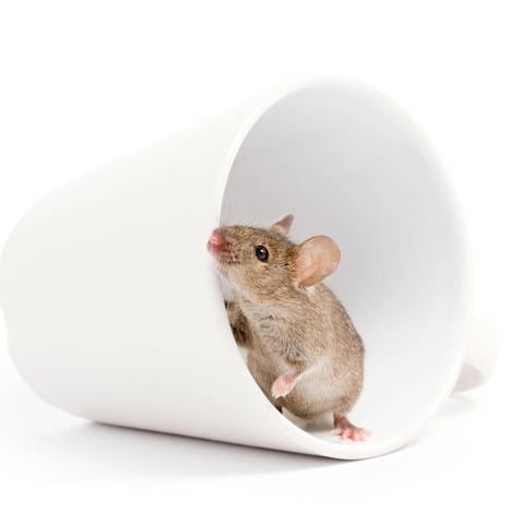 Eine Maus schaut aus einem Becher. (Foto: IMAGO, IMAGO / Panthermedia)