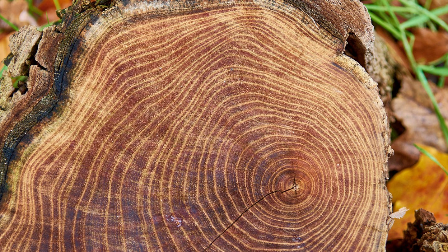 Jahresringe auf einer Baumscheibe (Foto: IMAGO, IMAGO / blickwinkel)