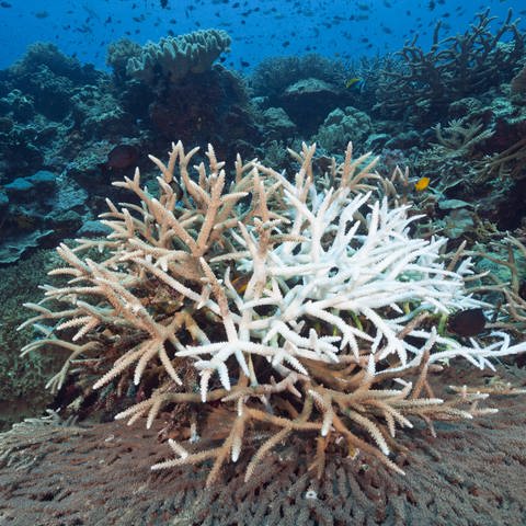 Korallenbleiche, viele Korallen sind akut gefährdet. (Foto: IMAGO, IMAGO / OceanPhoto)