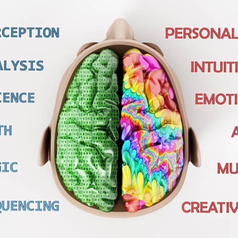 Modell eines Gehirns, Franziska Brändle erforscht warum wir welche Entscheidungen treffen. (Foto: IMAGO, /Zoonar)