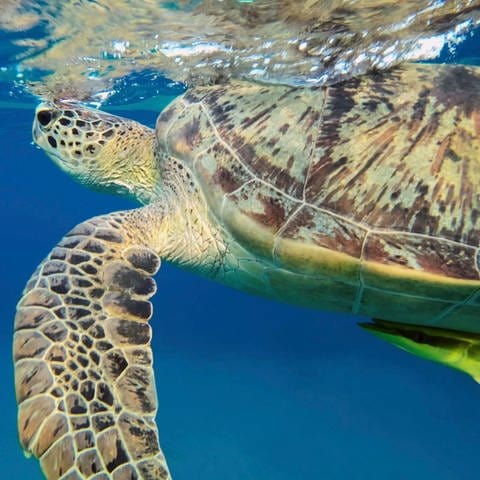 Ansicht von unten der Großen Grüne Meeresschildkröte (Chelonia mydas), die auf der Wasseroberfläche ruht, Rotes Meer, Ägypten (Foto: picture-alliance / Reportdienste, picture alliance / imageBROKER | Andrey Nekrasov)