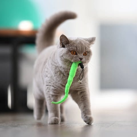 Eine Katze mit einem BandSpielzeug im Maul.