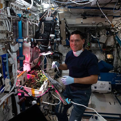 Der Astronaut Frank Rubio überprüft die Weltraum angebauten Tomatenpflanzen in der Internationalen Raumstation.
