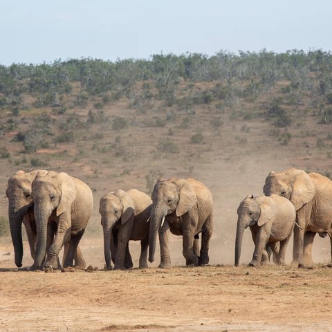 Eine Elefantenherde in der trockenen, staubigen Savanne. (Foto: IMAGO, IMAGO / imagebroker)