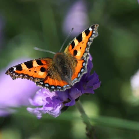 Schmetterling Kleiner Fuchs (Foto: IMAGO, IMAGO / Karina Hessland)