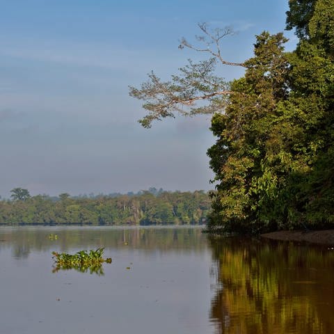 Dichte Vegetation entlang den Banken des Kinabatangan Flusses, Sabahs, des Borneos.