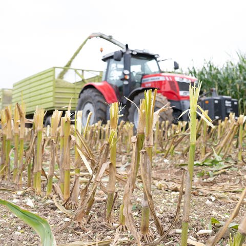 Eine Erntemaschine fährt neben einem Traktor über einer Maisfeld. Nach drei trockenen Jahren hat nun regenreiches Wetter für Einbußen bei der Ernte gesorgt. (Foto: picture-alliance / Reportdienste, picture alliance/dpa/dpa-Zentralbild | Sebastian Kahnert)