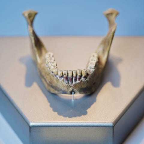 Die Kopie eines in der Gemeinde Mauer gefundenen Unterkiefers des Homo heidelbergensis liegt im Rathaus in einem Ausstellungsraum. (Foto: picture-alliance / Reportdienste, picture alliance/dpa | Uwe Anspach)