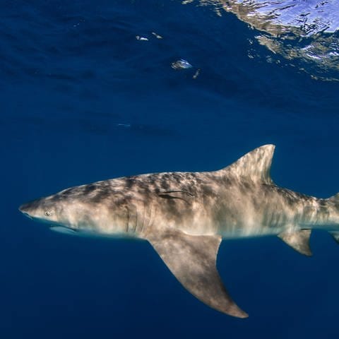 Ein Hai unter Wasser. (Foto: IMAGO, IMAGO / Wirestock)