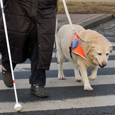 Eine blinde Frau geht mit ihrem Hund, einem Retriever, über einen Zebrastreifen. (Foto: picture-alliance / Reportdienste, picture alliance / dpa | Barbora Prekopová)