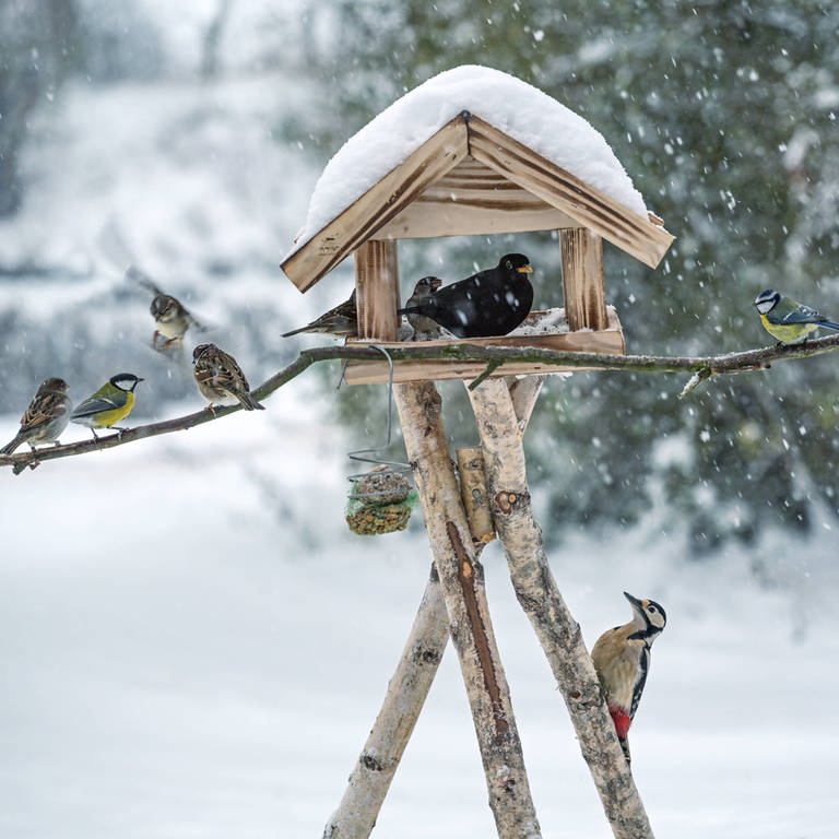Vögel in einem Vogelhäuschen im Winter (Foto: IMAGO, IMAGO / Zoonar)
