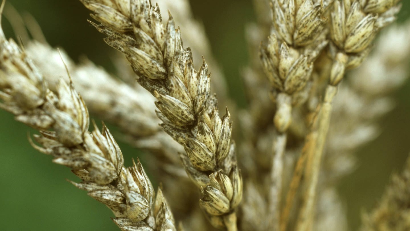 Saat-Weizen mit Getreideschwärze (erregt durch verschiedene Pilze) (Foto: picture-alliance / Reportdienste, picture alliance / blickwinkel/R. Koenig | R. Koenig)