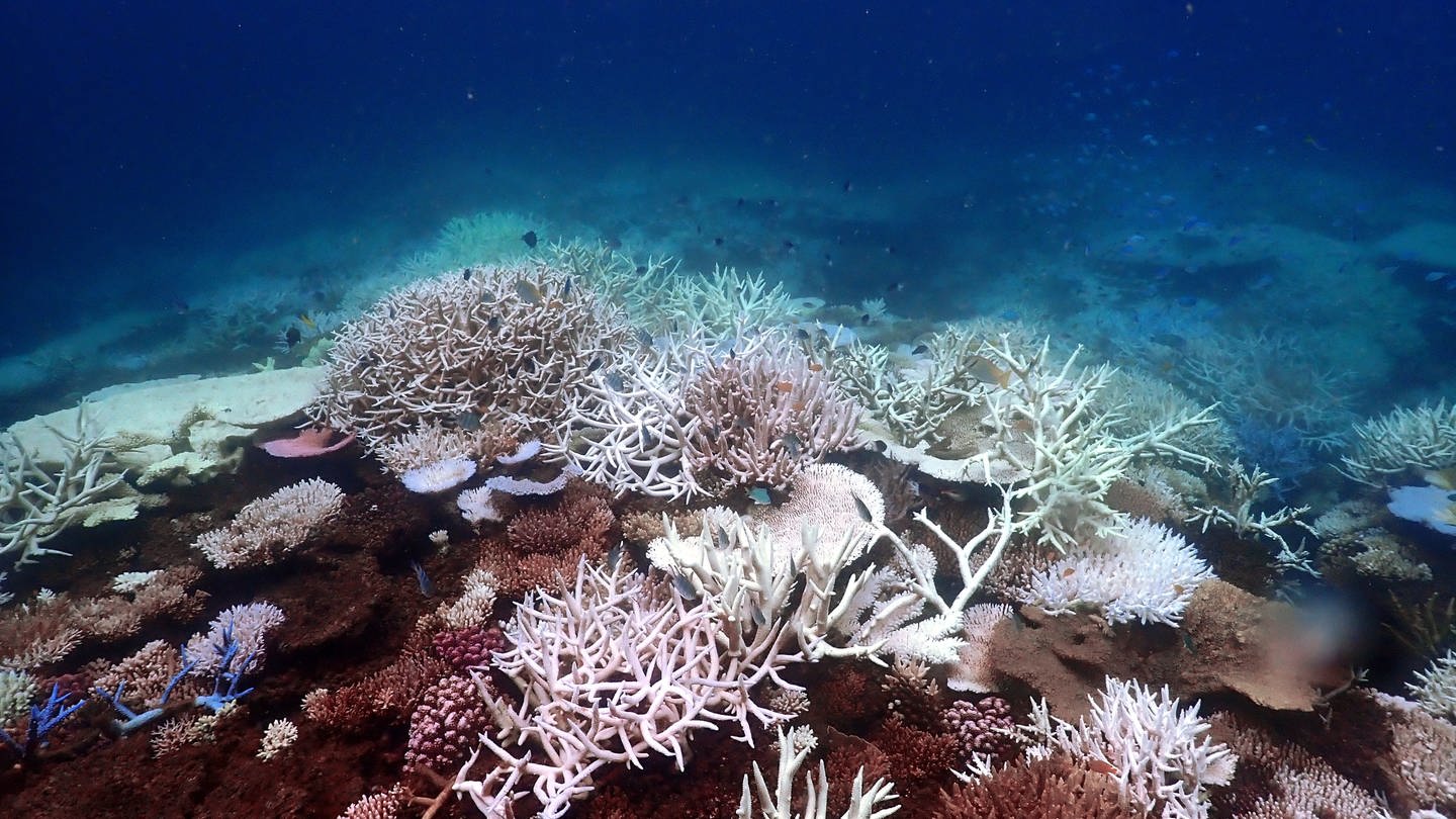 Das Bild zeigt die Korallenbleiche vor Lizard Island im südlichen Great Barrier Reef. (Foto: picture-alliance / Reportdienste, picture alliance/dpa/CSIRO | Supplied)