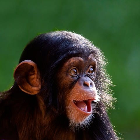 Lächelndes Schimpansen-Äffchen