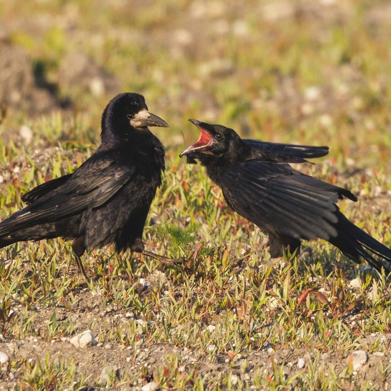 Saatkraehe, Saat-Kraehe (Corvus frugilegus), fuettert bettelnden flueggen Jungvogel auf Brachland (Foto: IMAGO, IMAGO / blickwinkel)