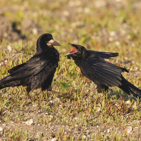 Saatkraehe, Saat-Kraehe (Corvus frugilegus), fuettert bettelnden flueggen Jungvogel auf Brachland