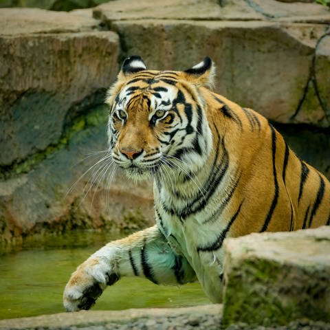 Porträt eines bengalischen Tigers 