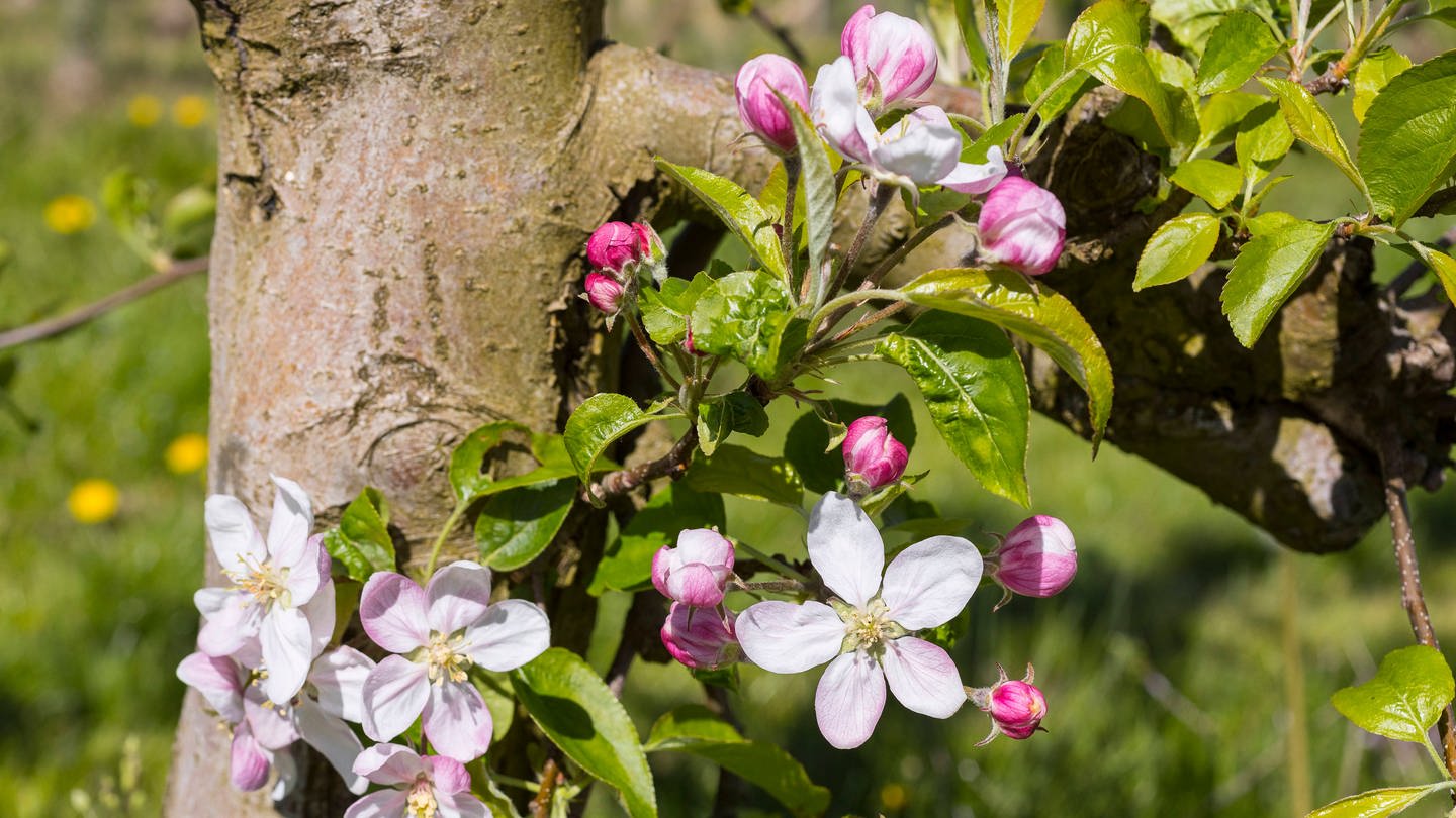 Blüte von einem Apfelbaum (malus) in weiß und rosa (Foto: IMAGO, IMAGO / Hanke)