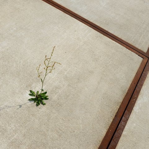Eine Sauerampfer-Pflanze wächst aus einem kleinen Loch im Beton. 