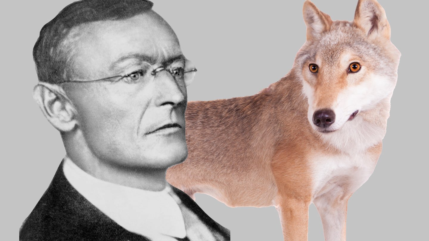 Hermann Hesse: Der Steppenwolf (Foto: IMAGO, IMAGO / Everett Collection (Hesse) / IMAGO / Dreamstime (Wolf))