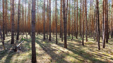vertrockneter Wald (Foto: Colourbox)