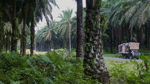 Straße durch eine Palmölplantage Bohorok  Indonesien im März 2019 (Foto: SWR, Peter Jaeggi)
